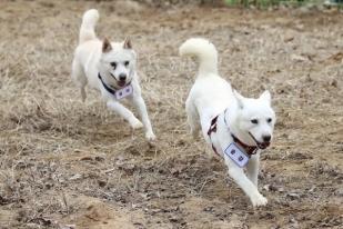 Anjing Hadiah dari Kim Jong Un Akhirnya di Kebun Binatang Korea Selatan