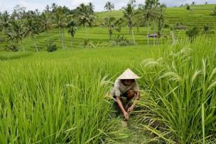 Petani di Bali Menghadapi Krisis Air