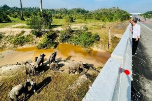 Jalan Tol Pekanbaru-Dumai Dilengkapi Enam Terowongan Lintasan Gajah