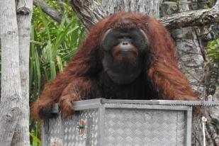 Otorita IKN Nusantara Kembangkan Pusat Suaka Orangutan di Kalimantan Timur