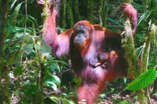 Petugas Temukan Orangutan “Susi”, Beradaptasi dan Berkebang Biak