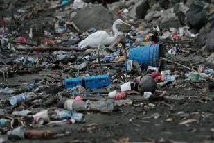 Sampah Plastik Mengakibatkan Burung Laut Menderita Plastisosis