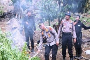 Polisi Musnahkan 30 Hektare Tanaman Ganja di Ladang Aceh Barat