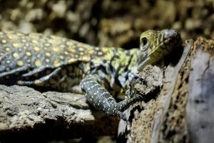 Lima Bayi Komodo Menetas di Kebun Binatang Spanyol