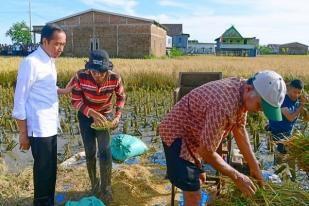 Surplus Panen Padi di Maros, Diharapkan Dapat Dikirim ke Provinsi Lain