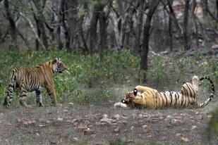 India Sukses Tingkatkan Populasi Harimau, Tapi Warga Yang Tergusur Protes