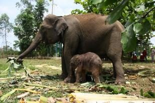 Bayi Gajah Sumatera Lahir di Unit Konservasi Pelalawan, Riau