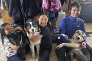 Seekor Anjing Hilang di Alaska Ditemukan Setelah Perjalanan 241 Kilometer