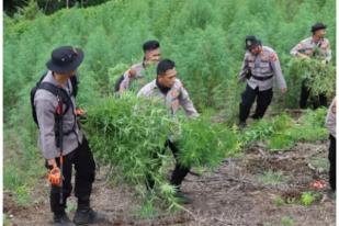 TNI dan Polri Musnahkan 40 Hektare Ladang Ganja di Aceh