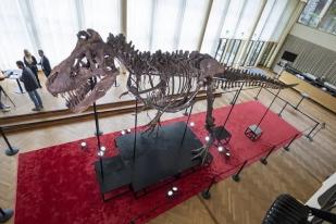 Kerangka Fosil T-rex Terjual di Lelang Seharga Rp 93 Miliar