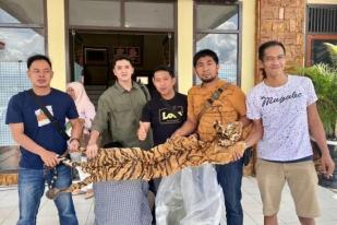 Polisi Jambi Tangkap Penjual Kulit Harimau Sumatera