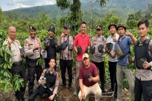 Polisi Temukan Tanaman Ganja di Kebun Kopi di Sumatera Selatan