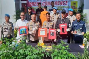 Polisi Tangkap Penanam Ganja di Tangerang