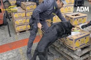 Anjing Pelacak Bantu Polisi Italia Temukan Tiga Ton Kokain di Kotak Buah Pisang