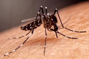 Waspada Nyamuk Dengue Yang Makin Ganas Ketika Udara Panas
