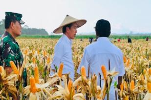 Jokowi Tinjau Ladang Jangung di Keerom, Papua