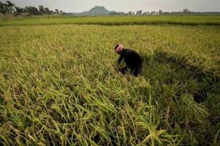 El Nino Diperkirakan Akan Hambat Produksi Beras di Seluruh Asia