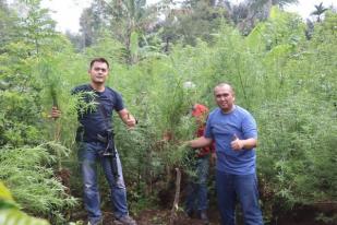 Polisi Bengkulu Temukan Ladang Ganja 1,5 Hektare