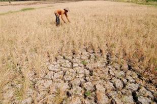 BMKG: Potensi Gagal Panen di Lahan Tadah Hujan Akibat Fenomena El Nino 