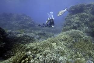 UNESCO Cabut Status Great Barrier Reef sebagai Warisan Dunia yang Terancam Punah