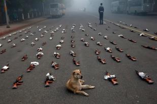 India Batal Tangkapi Anjing Liar di Ibu Kota Menjelang KTT G-20