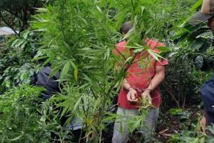 Polisi Aceh Tangkap Petani Tanam Ganja di Kebun Kopi