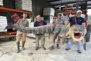 Pemburu Tangkap Aligator Terpanjang di Mississippi, AS