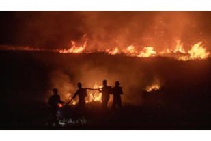 Kebakaran Terjadi di Taman Nasional Way Kambas, Lampung