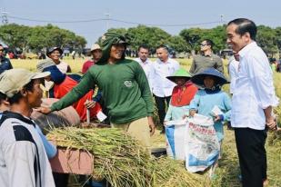 Jokowi: Dampak El Nino, Produksi Beras Turun, Tapi Masih Baik