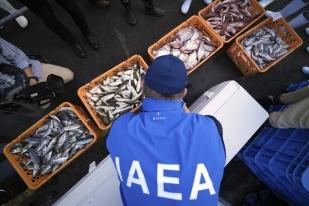 IAEA Awasi Penelitian Ikan untuk Menguji Keamanan Limbah Nuklir Jepang