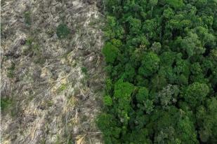 Dunia Dinilai Gagal Mencegah Deforestasi, Khususnya Hutan Tropis