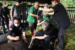 KLHK Gunakan Teknologi Bayi Tabung untuk Melestarikan Badan Sumatera di Kalimantan