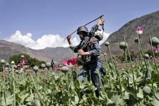 Petani Afghanistan Kehilangan Pendapatan Rp 15,7 Triliun Akibat Pelarangan Opium