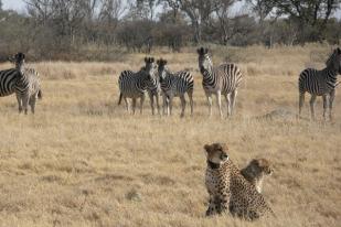 Perubahan Suhu Mendorong Cheetah Menjadi Lebih Nokturnal