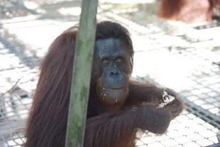 12 Individu Orangutan Dilepasliarkan di Kalimantan Tengah dan Timur