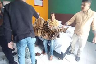 Polda Sumut Tangkap Dua Pelaku Perdagangan Kulit Harimau dan Sisik Trenggiling