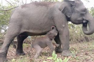 Bayi Gajah Sumatera Lahir di Taman Nasional Way Kambas