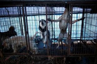 Korea Selatan Akan Larang Kebiasaan Makan Daging Anjing