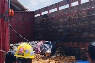 BKSDA Kaltim Pindahkan Tiga Buaya Muara ke Tabang Zoo, Kutai Kartanegara