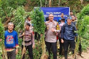 Polisi Temukan Lima Hektare Ladang Ganja di Mandailing Natal, Sumut