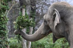 Penghuni Berlin Zoo Berpesta dengan Pohon Natal Yang Tak Terjual