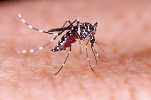 Kemenkes: Tida Ada Kaitan Keganasan Nyamuk Aedes aegypti dengan Yang Berwolbachia