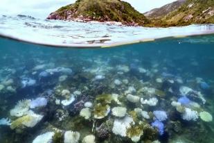 UNESCO: Australia Harus Segera Melindungi Great Barrier Reef