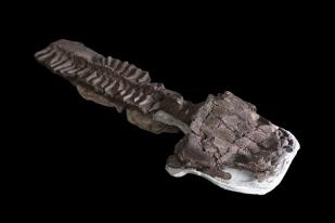 Fosil Buktikan Predator Mirip Salamander Bertaring Tajam Ada Sebelum Masa Dinosaurus