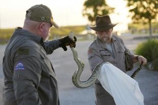 Kisah Pemburu Menangkap Ular Piton di Everglades, Florida