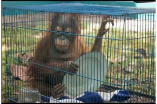 KLHK Tangkap Pedagang Ilegal Orangutan dan Kukang Di Melawi Kalbar