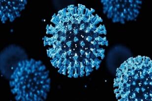 Virus Baru Terdeteksi pada Ternak Berbulu di China, Termasuk Tujuh Jenis Virus Corona