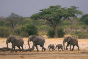 Zimbabwe dan Namibia Akan Bunuh Ratusan Gajah, Beri Makan Orang Kelaparan