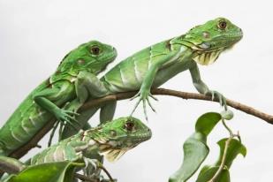 Taiwan Akan Musnahkan 120.000 Iguana Hijau Karena Dampak Negatifnya pada Pertanian