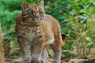 Kemenhut Lepasliarkan Kucing Emas di Taman Nasional Gunung Leuser